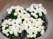 Danny_Darla_199