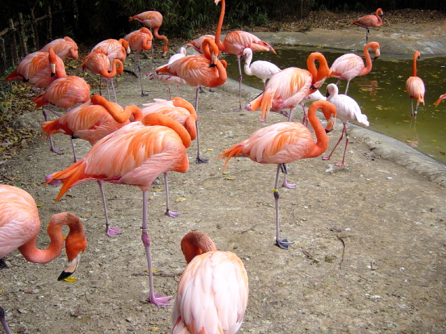 FW-Zoo_602