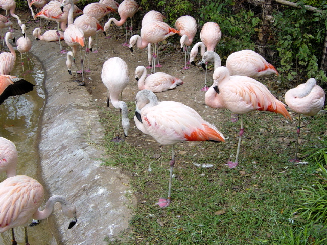 FW-Zoo_603