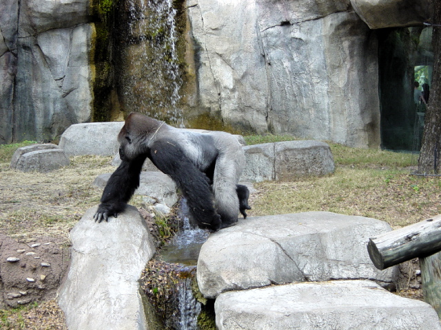 FW-Zoo_606