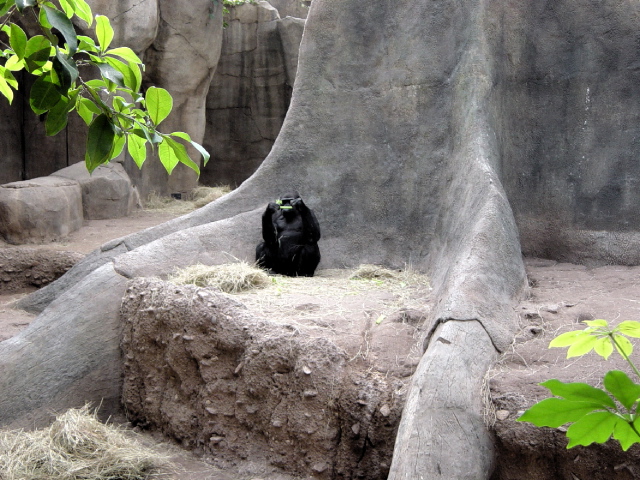 FW-Zoo_610