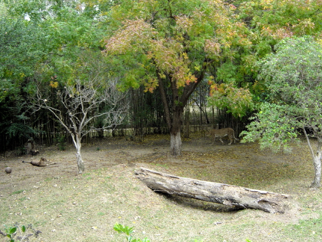 FW-Zoo_623