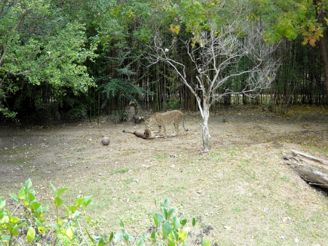 FW-Zoo_625