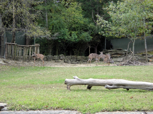 FW-Zoo_633