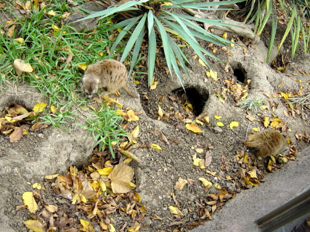 FW-Zoo_634