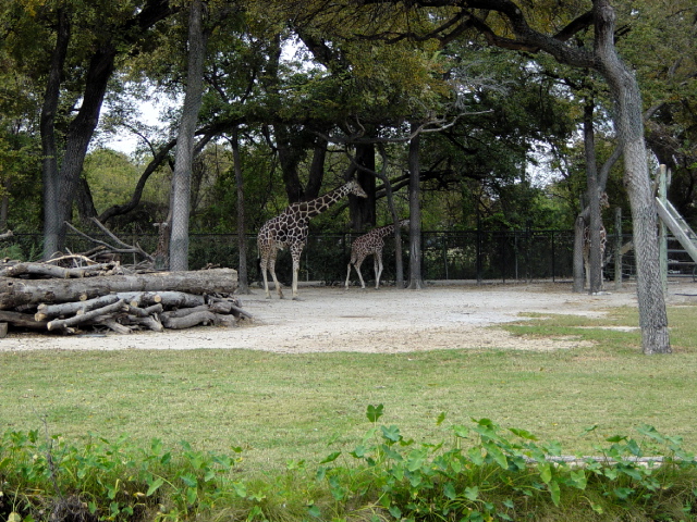 FW-Zoo_639
