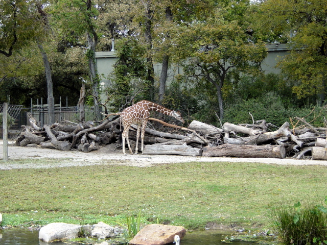 FW-Zoo_640