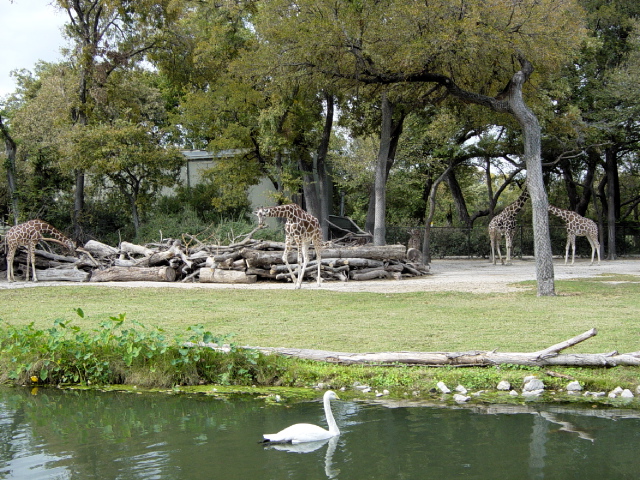 FW-Zoo_644