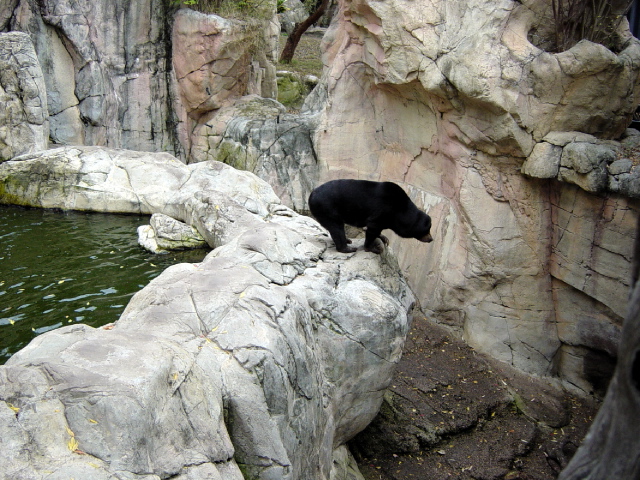 FW-Zoo_661