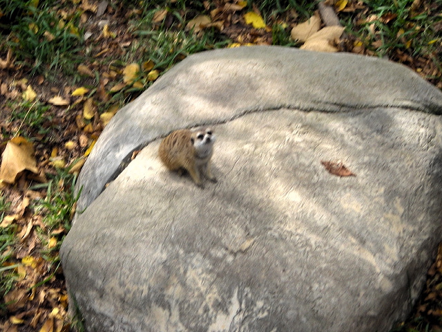 FW-Zoo_671