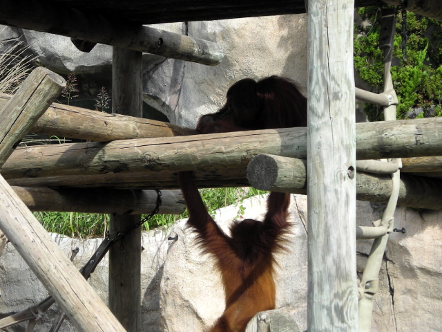 FW-Zoo_672