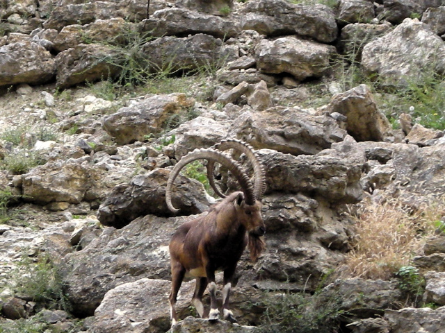 FW-Zoo_676