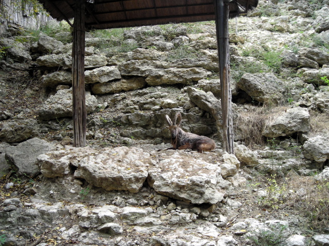 FW-Zoo_677