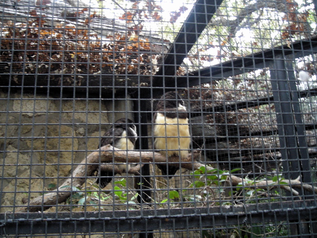 FW-Zoo_685