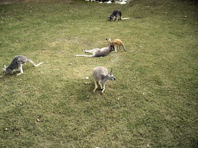 FW-Zoo_693
