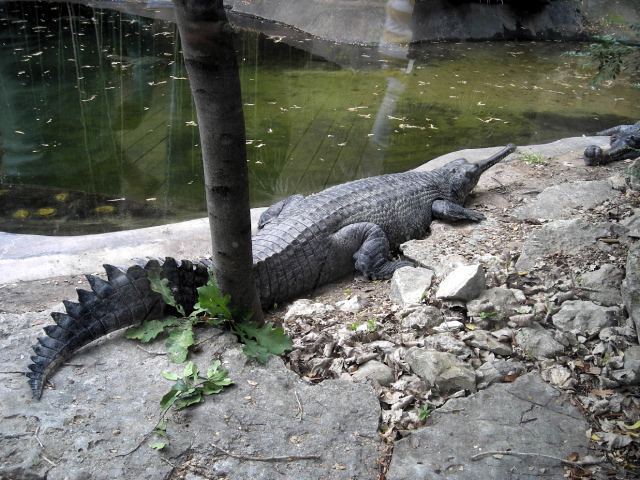 FW-Zoo_699