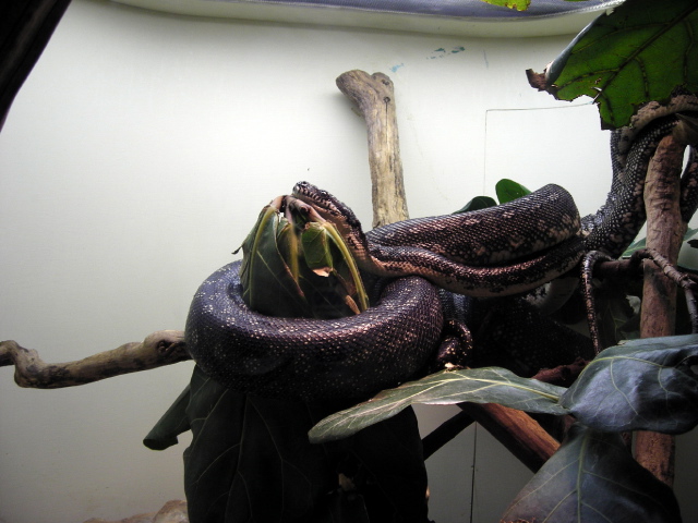 FW-Zoo_701