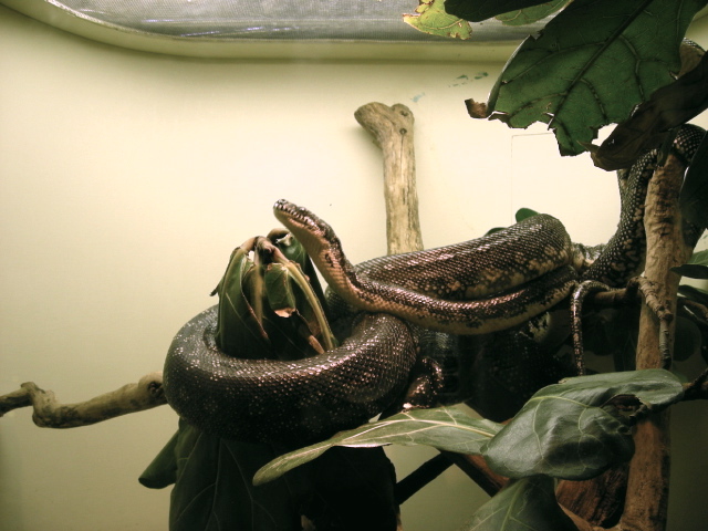 FW-Zoo_702