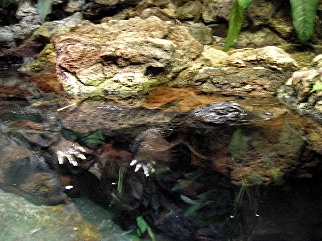 FW-Zoo_704