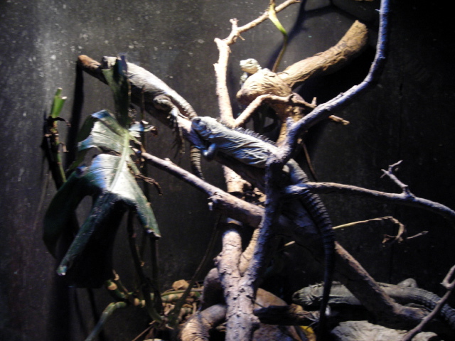 FW-Zoo_705