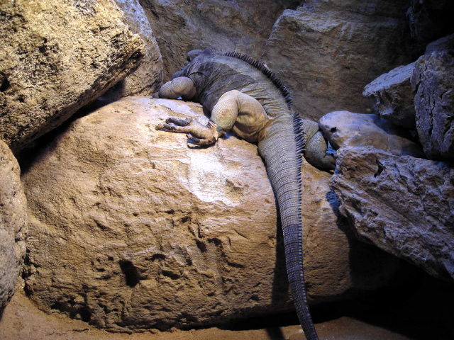 FW-Zoo_707