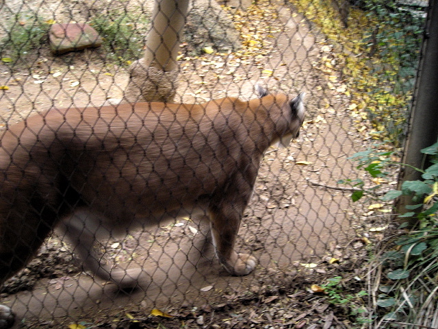 FW-Zoo_719
