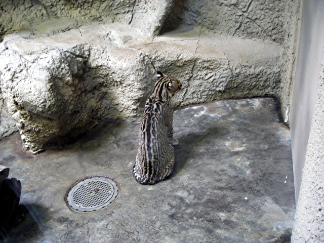 FW-Zoo_720