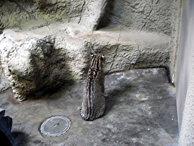 FW-Zoo_721