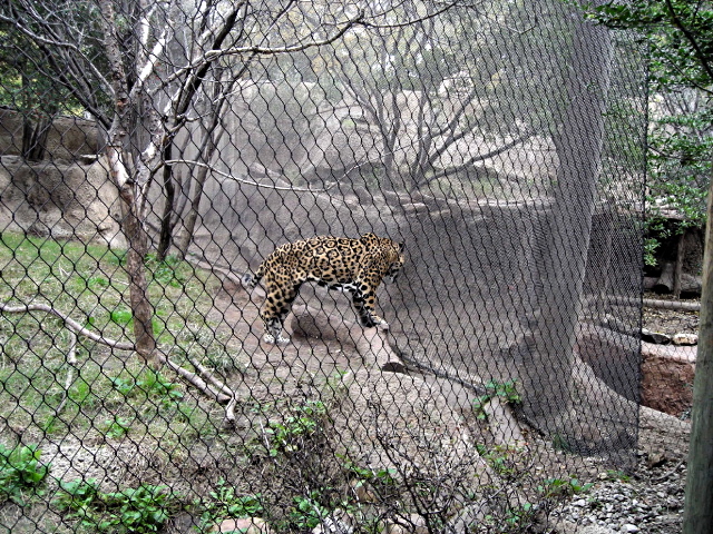 FW-Zoo_723