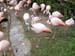 FW-Zoo_603