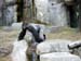 FW-Zoo_606