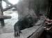FW-Zoo_611