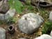 FW-Zoo_617