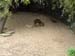 FW-Zoo_653