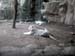 FW-Zoo_654