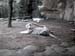 FW-Zoo_655