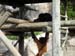 FW-Zoo_672