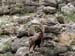 FW-Zoo_676