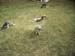 FW-Zoo_693