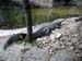 FW-Zoo_699