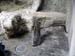FW-Zoo_721
